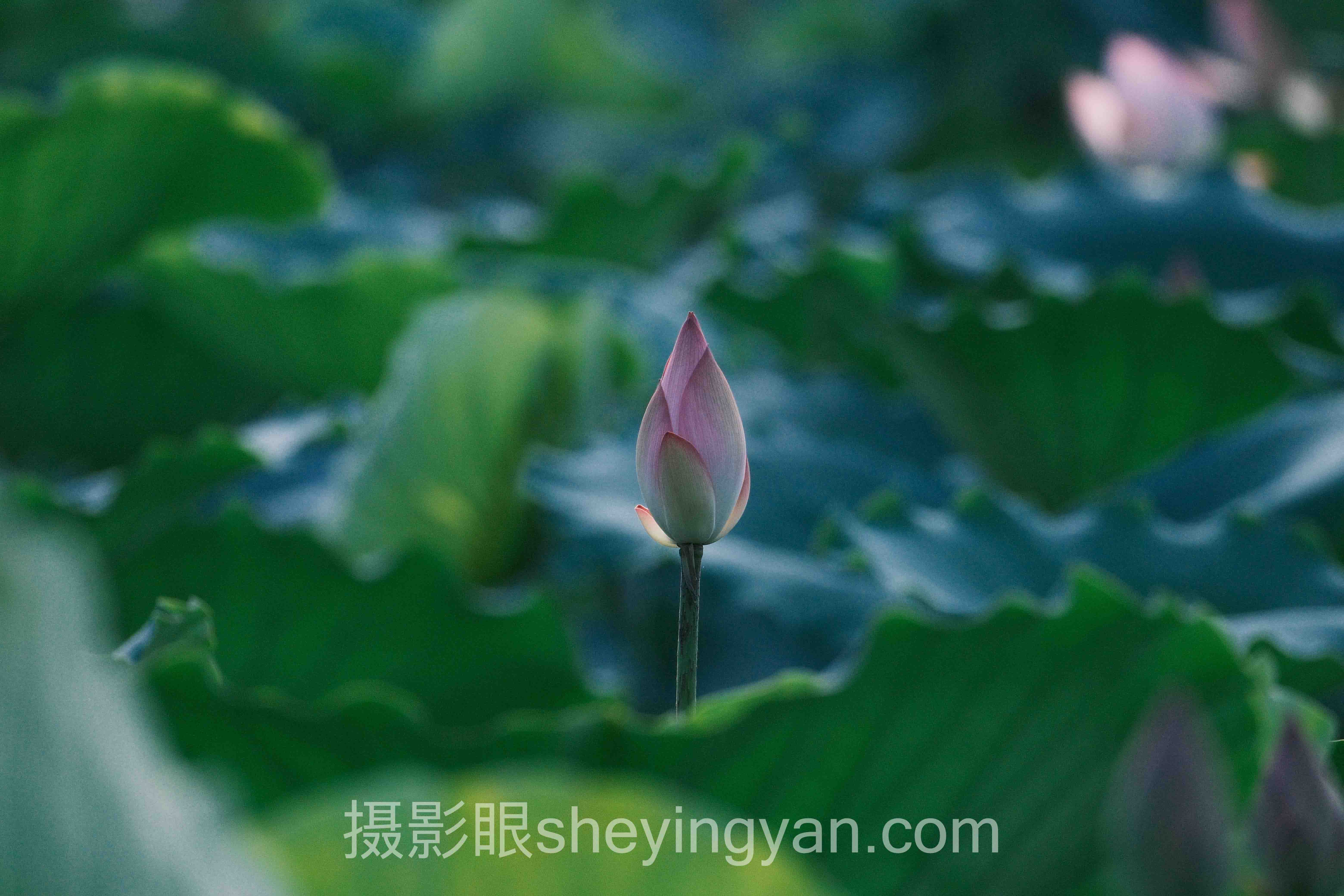 透视自学摄影困境：AI照片点评重构成长路径