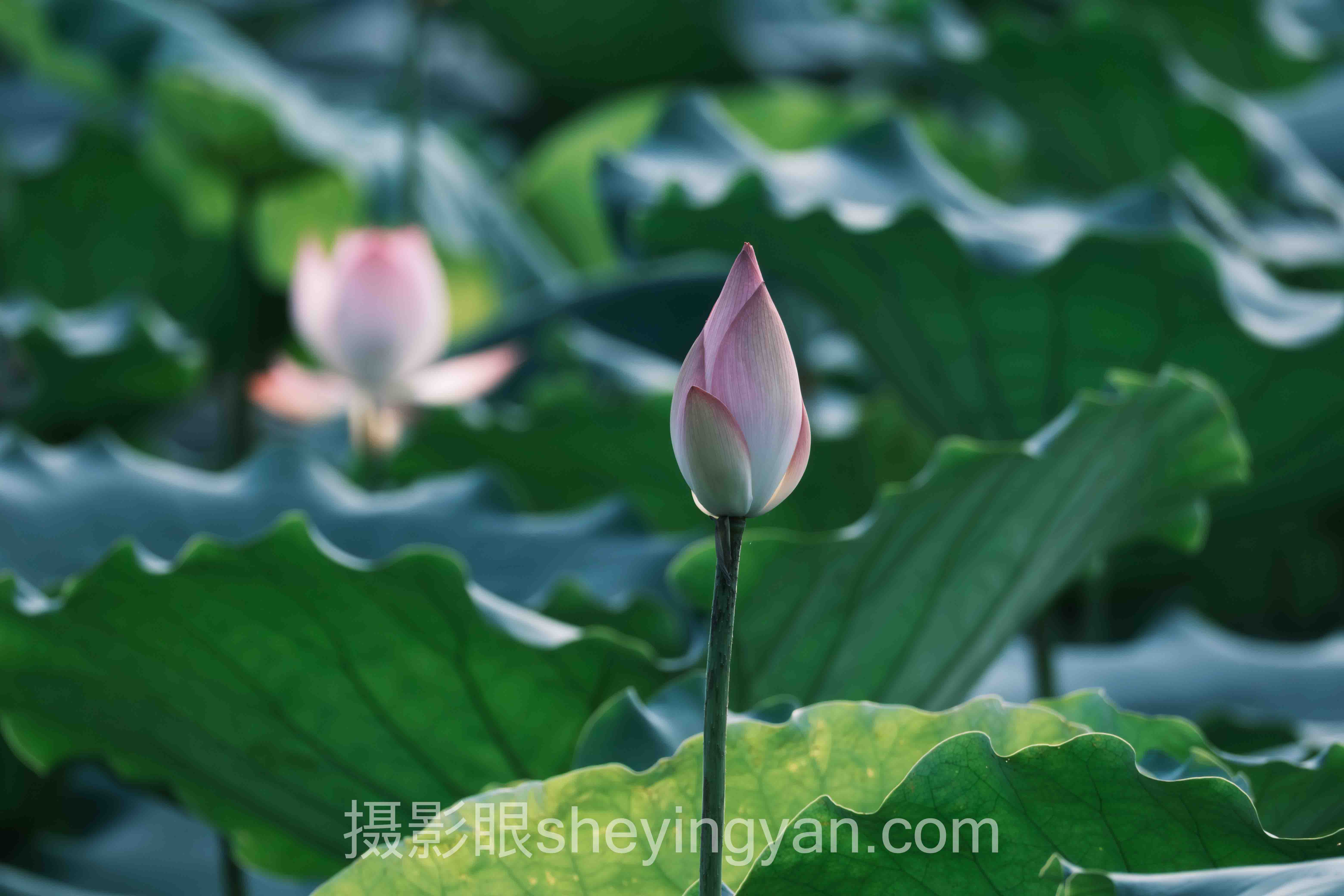 透视AI照片点评准确性：从底层逻辑到发展趋势