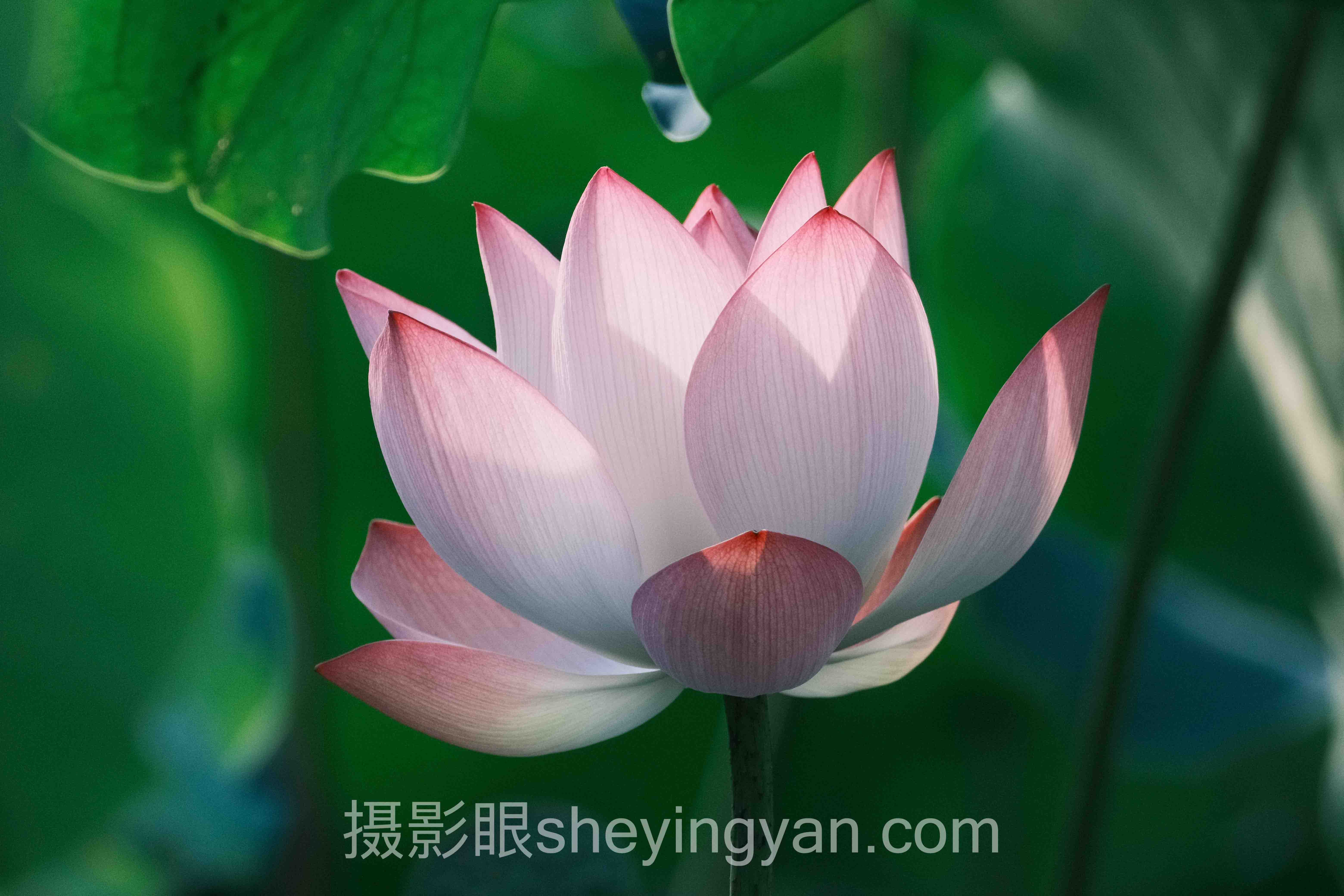 透视在线AI照片评测免费：从底层逻辑到发展趋势