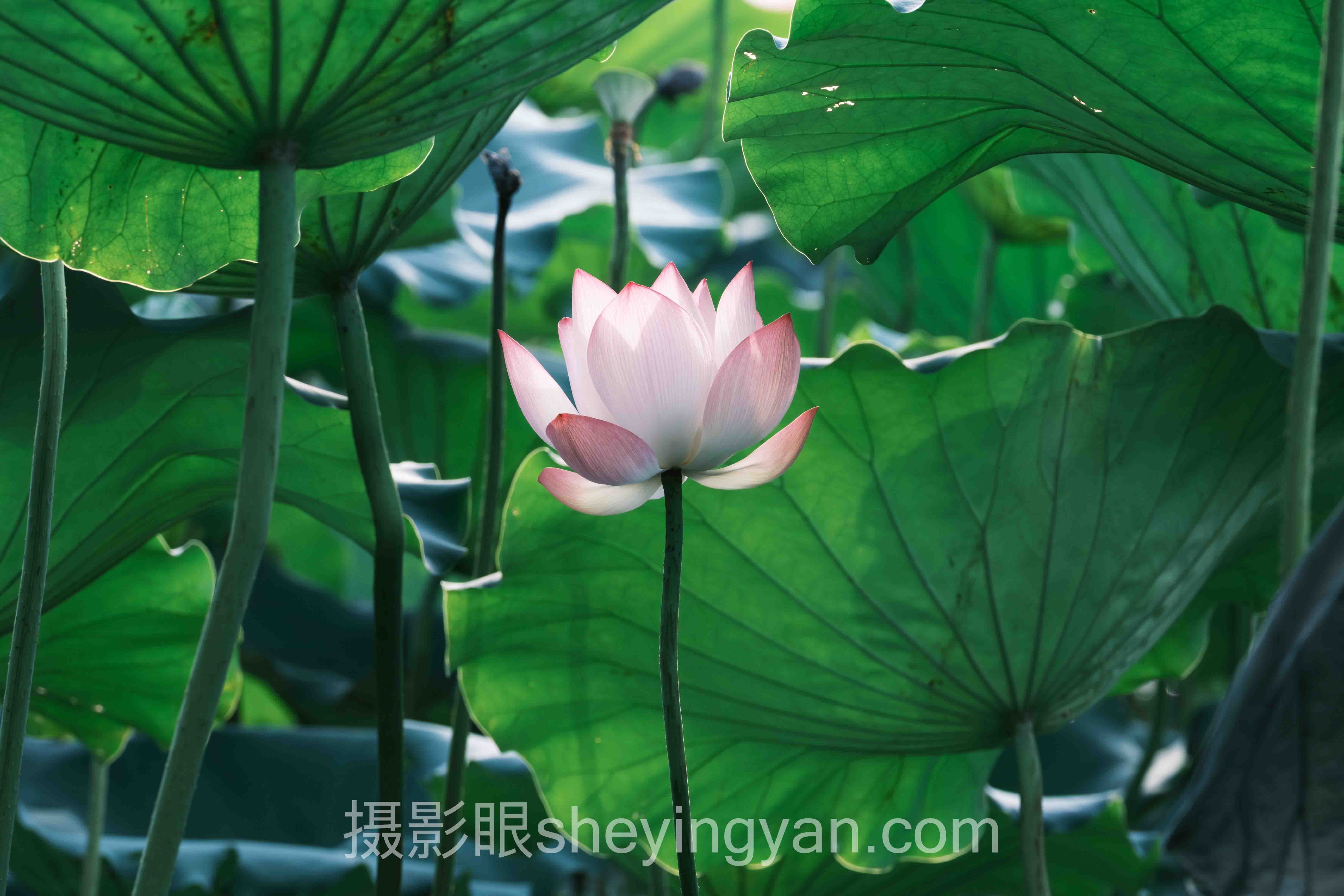 摄影眼平台版权保护