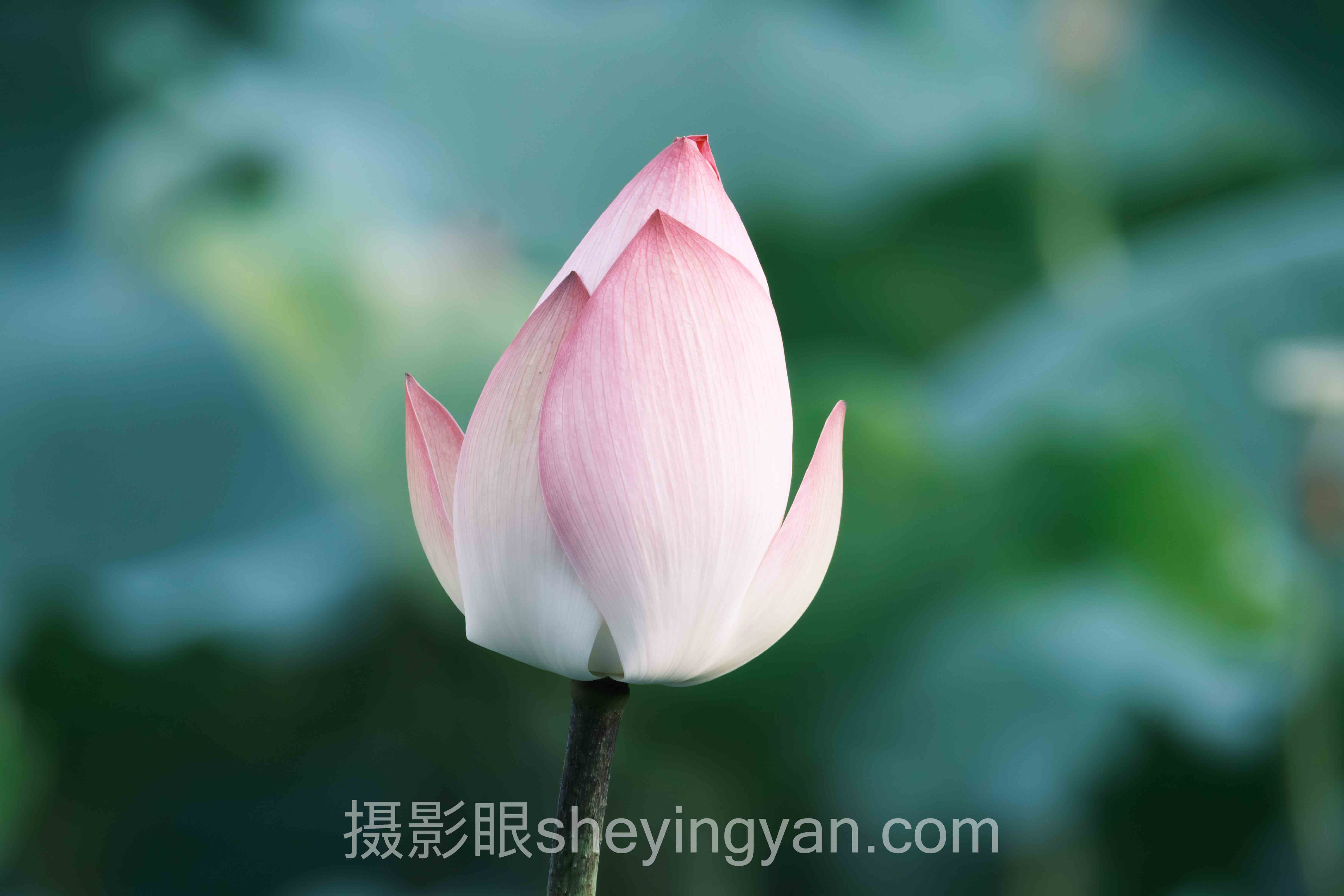 透视白色衣服过曝：从底层逻辑到发展趋势