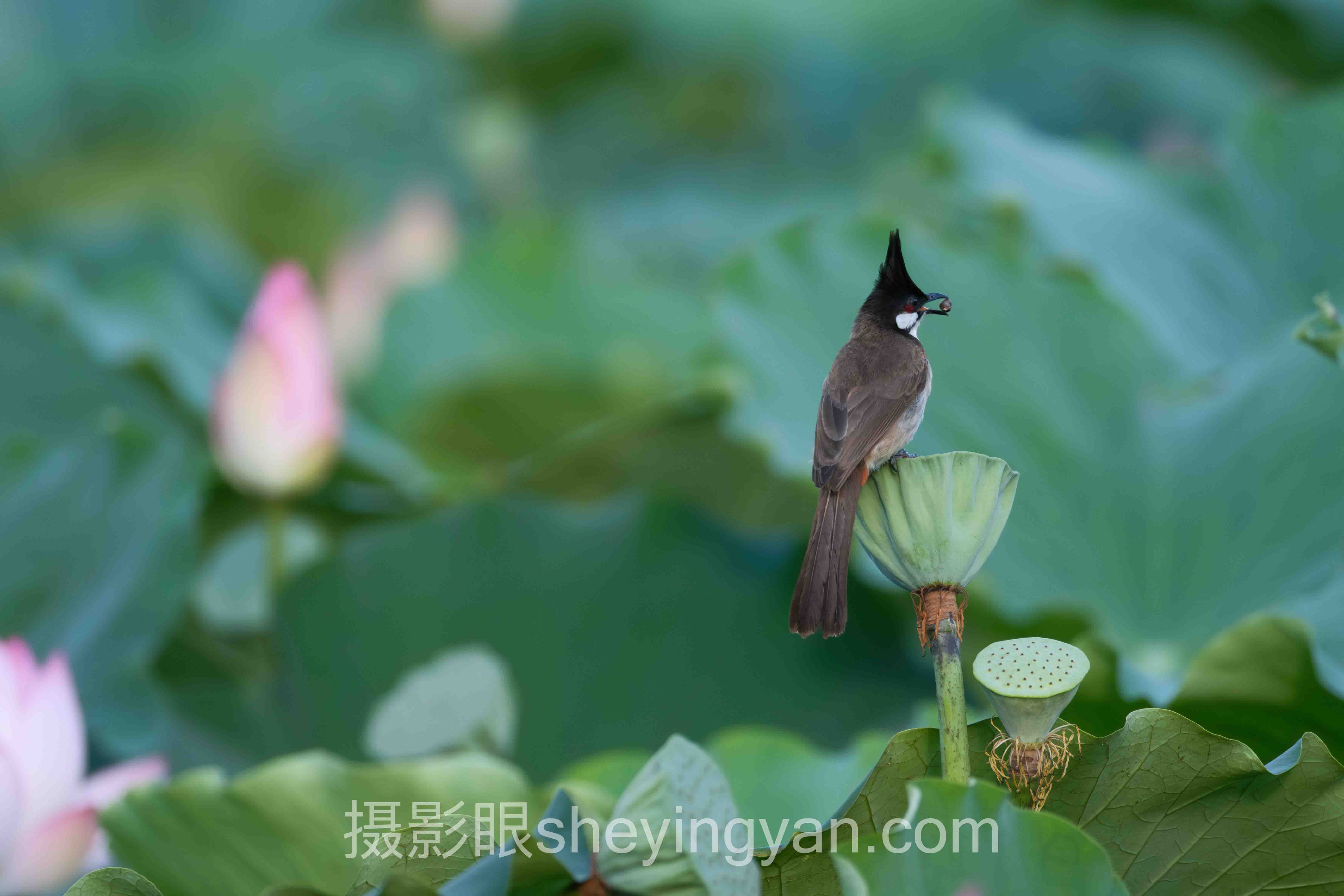 摄影后期修图思路主流方案横向对比:哪个更适合你?