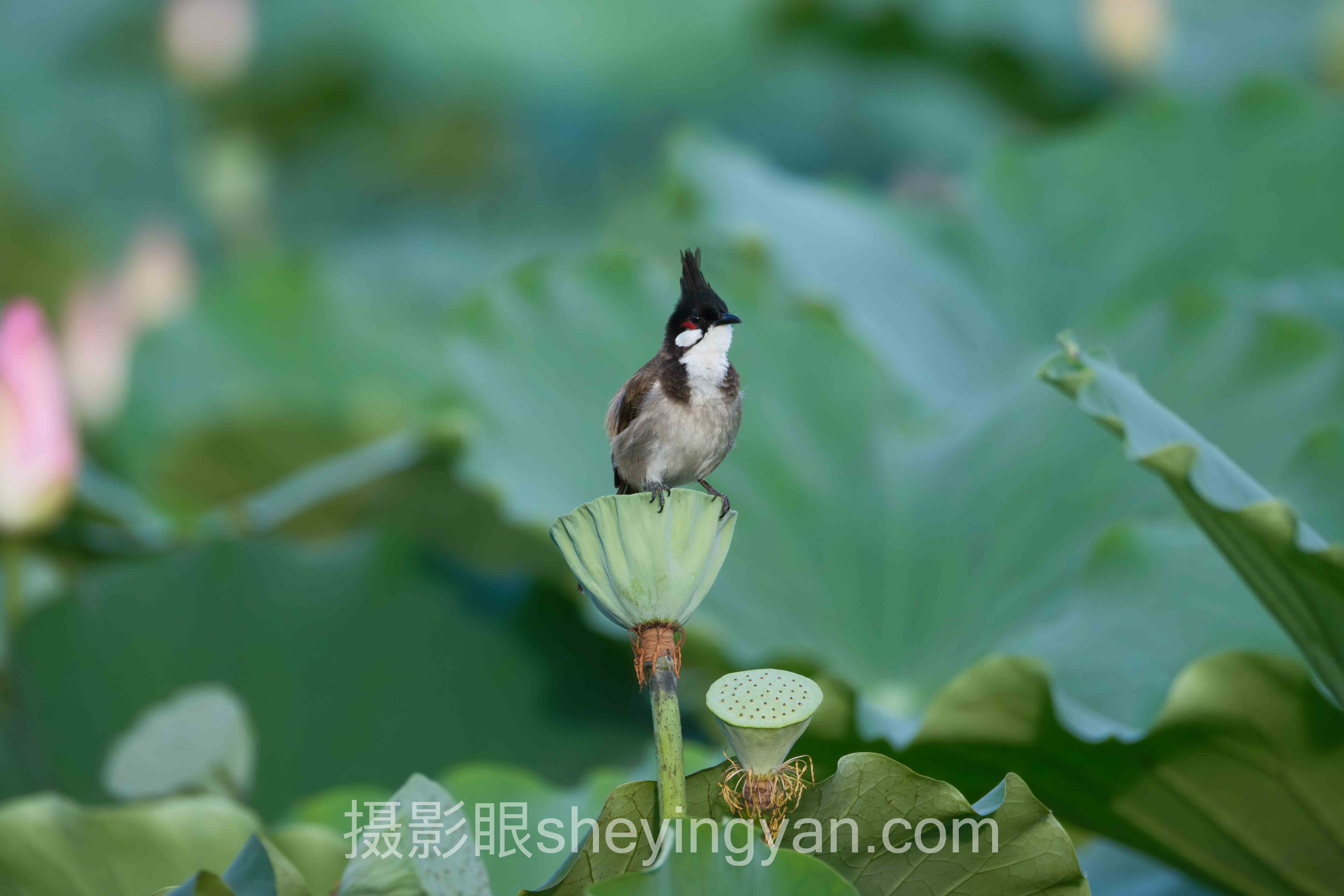 对话行业专家：AI照片评分与照片点评的关键洞察与前瞻
