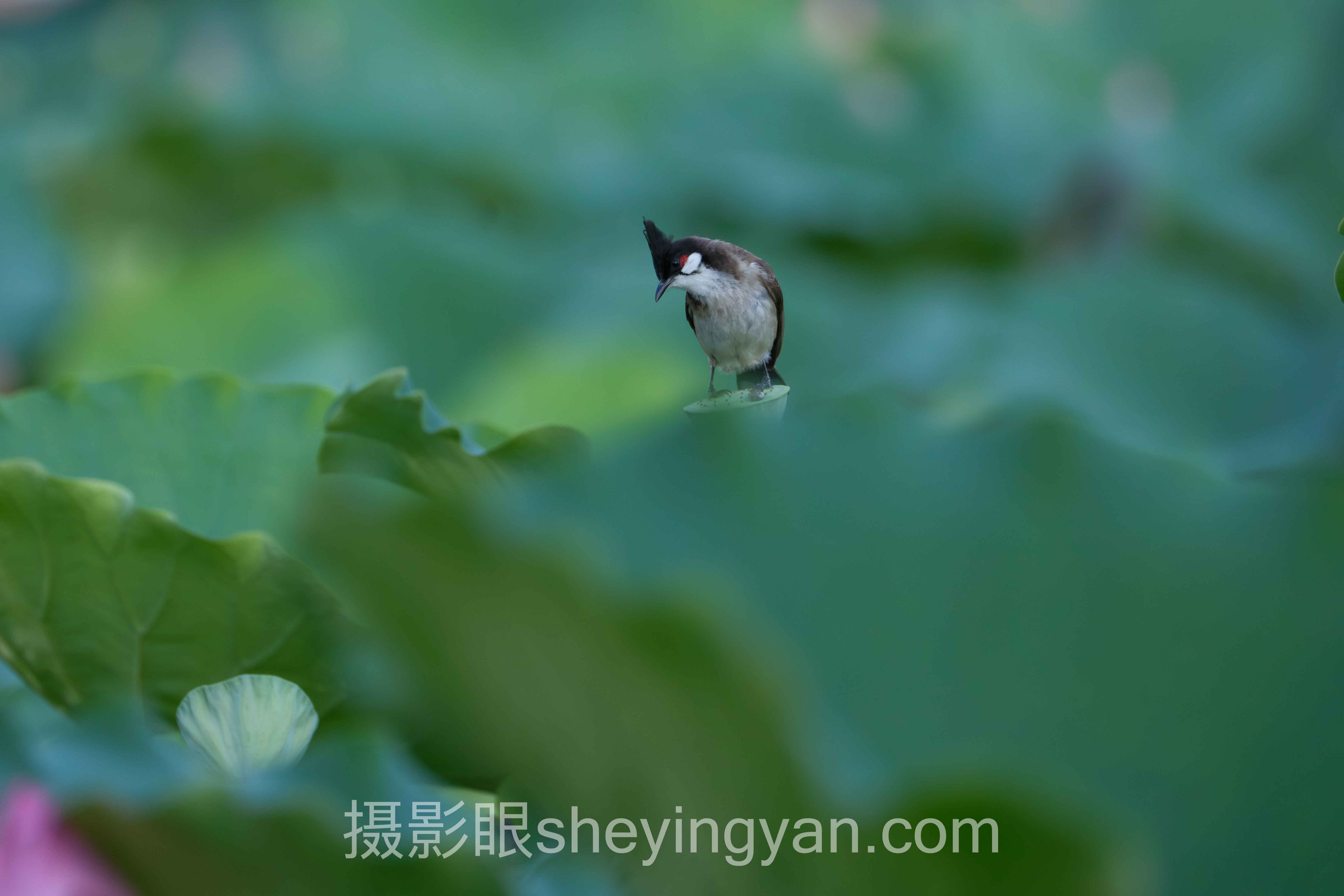 摄影眼sheyingyan.com官网入口十人谈：照片点评与AI评分专家核心观点汇总