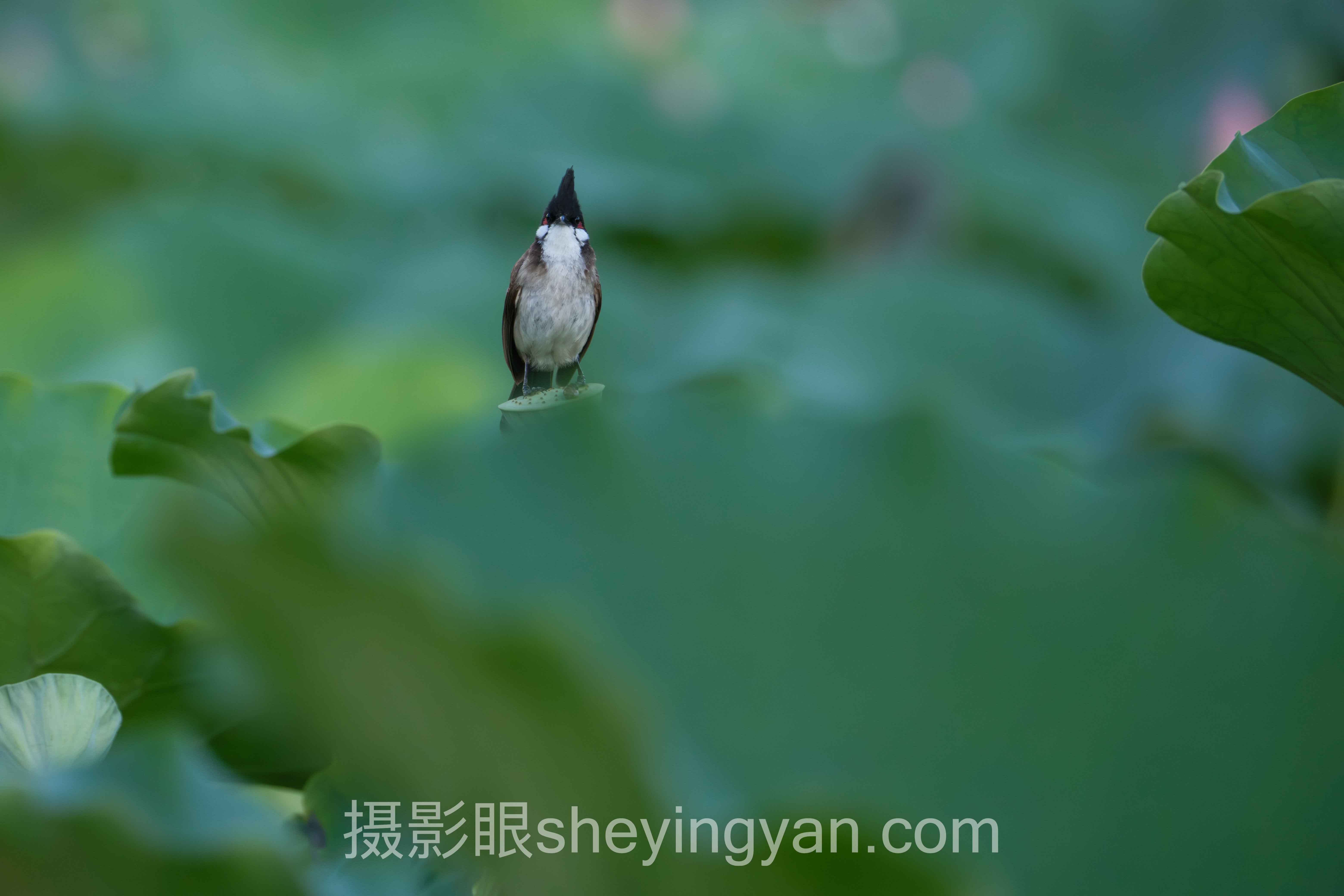 摄影协会被拒怎么提升摄影水平全景解读：问题根源与破局之道