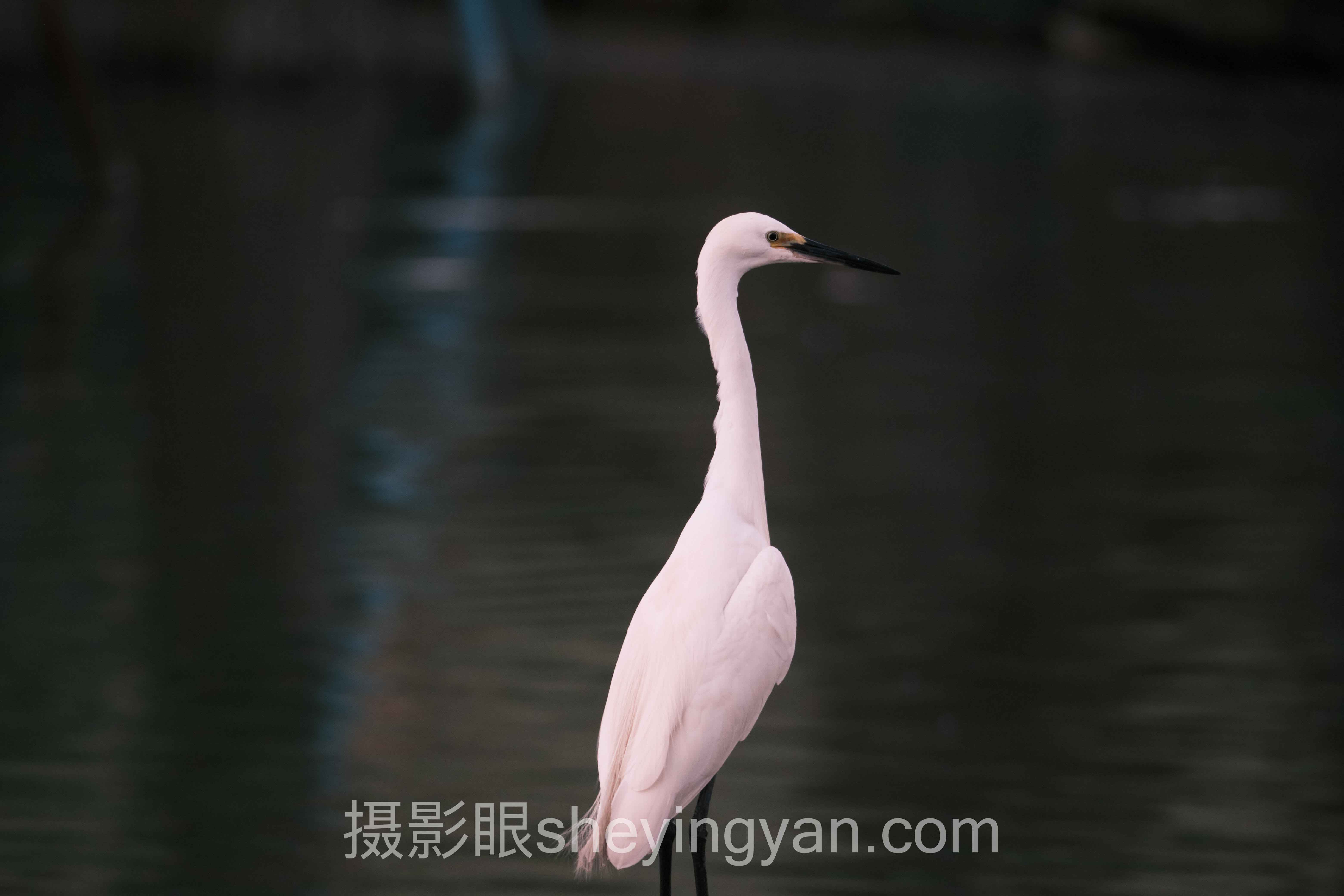 专业摄影评分标准体系