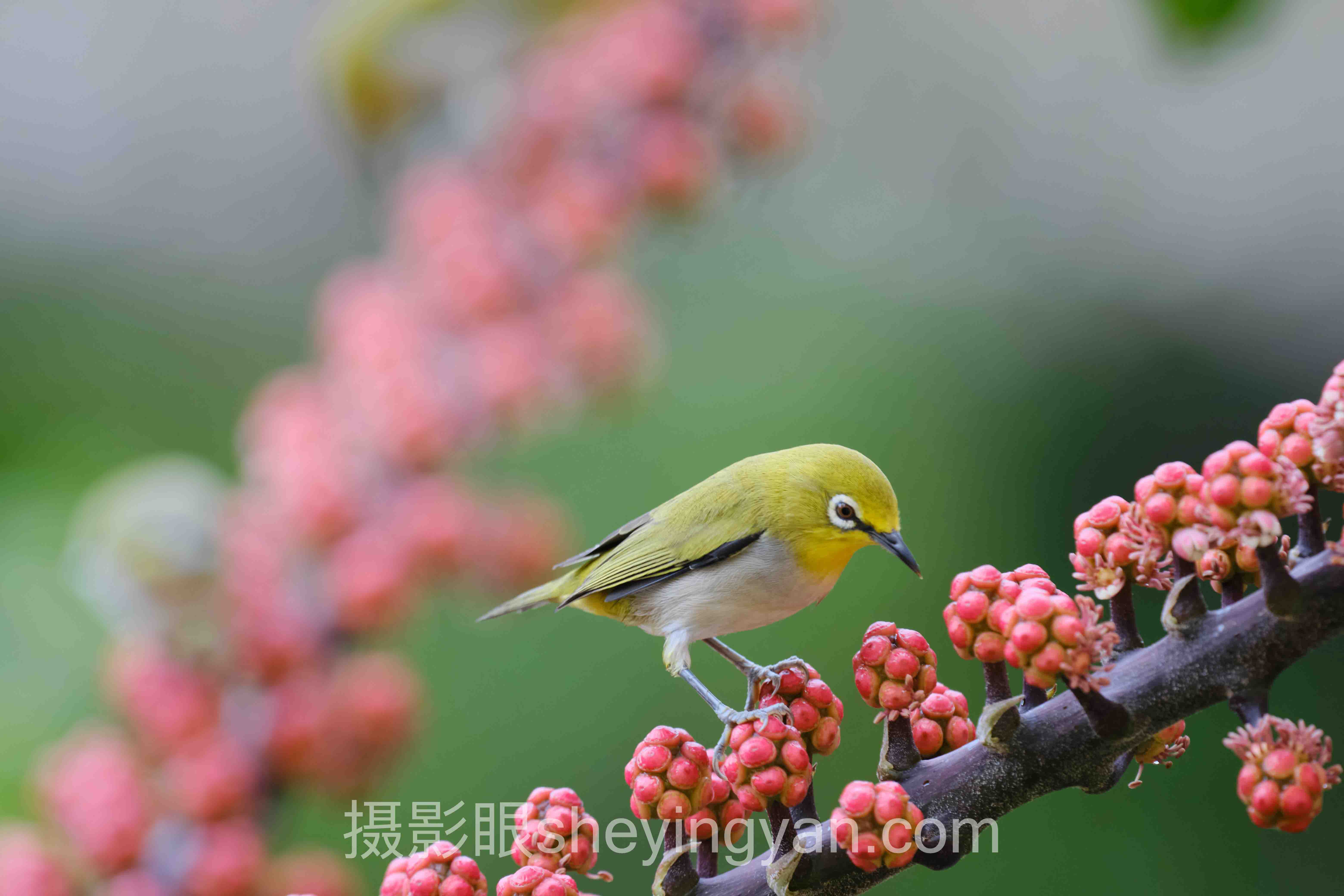 怎么获得专业摄影点评