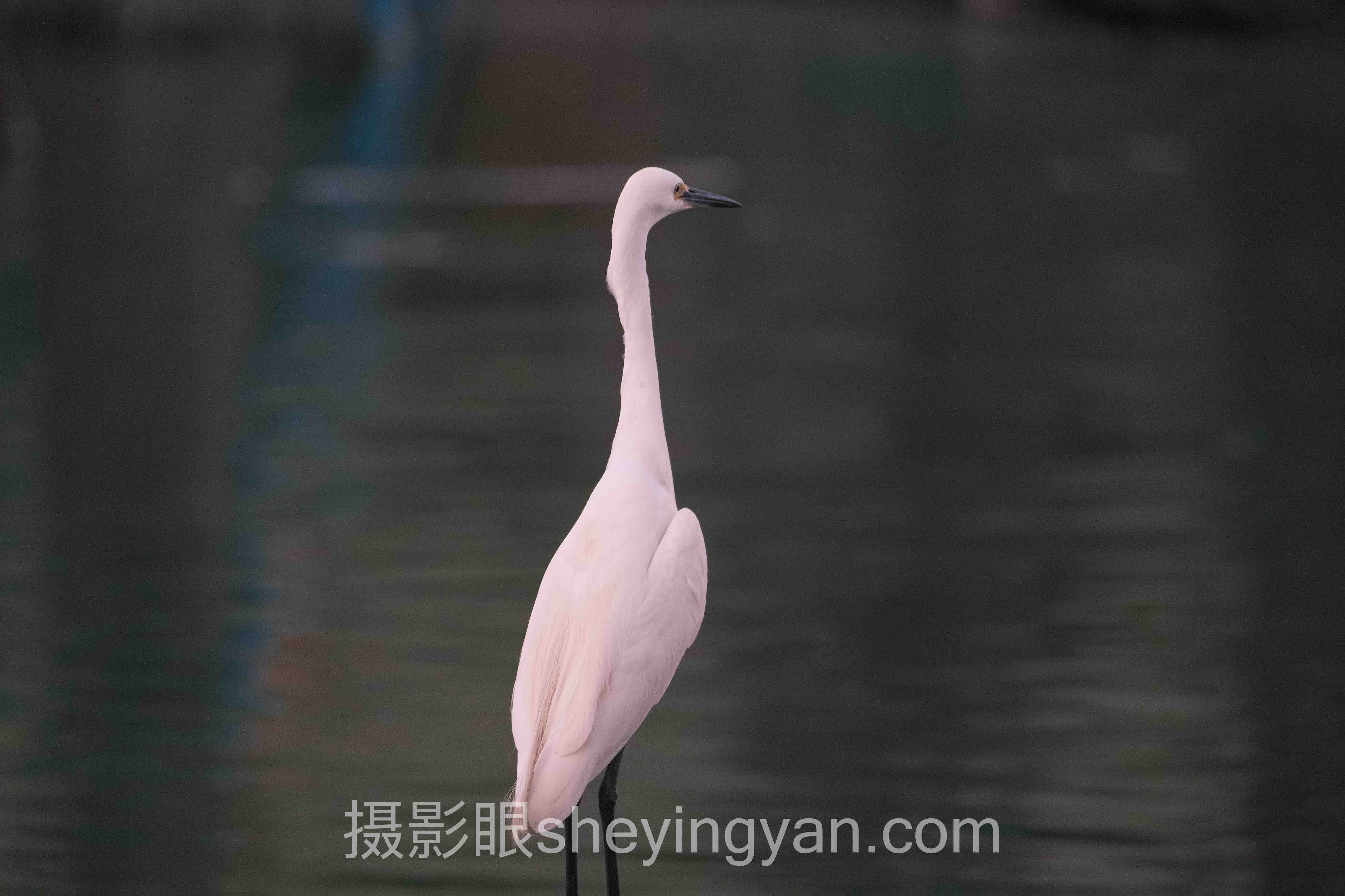 摄影眼平台快手图片