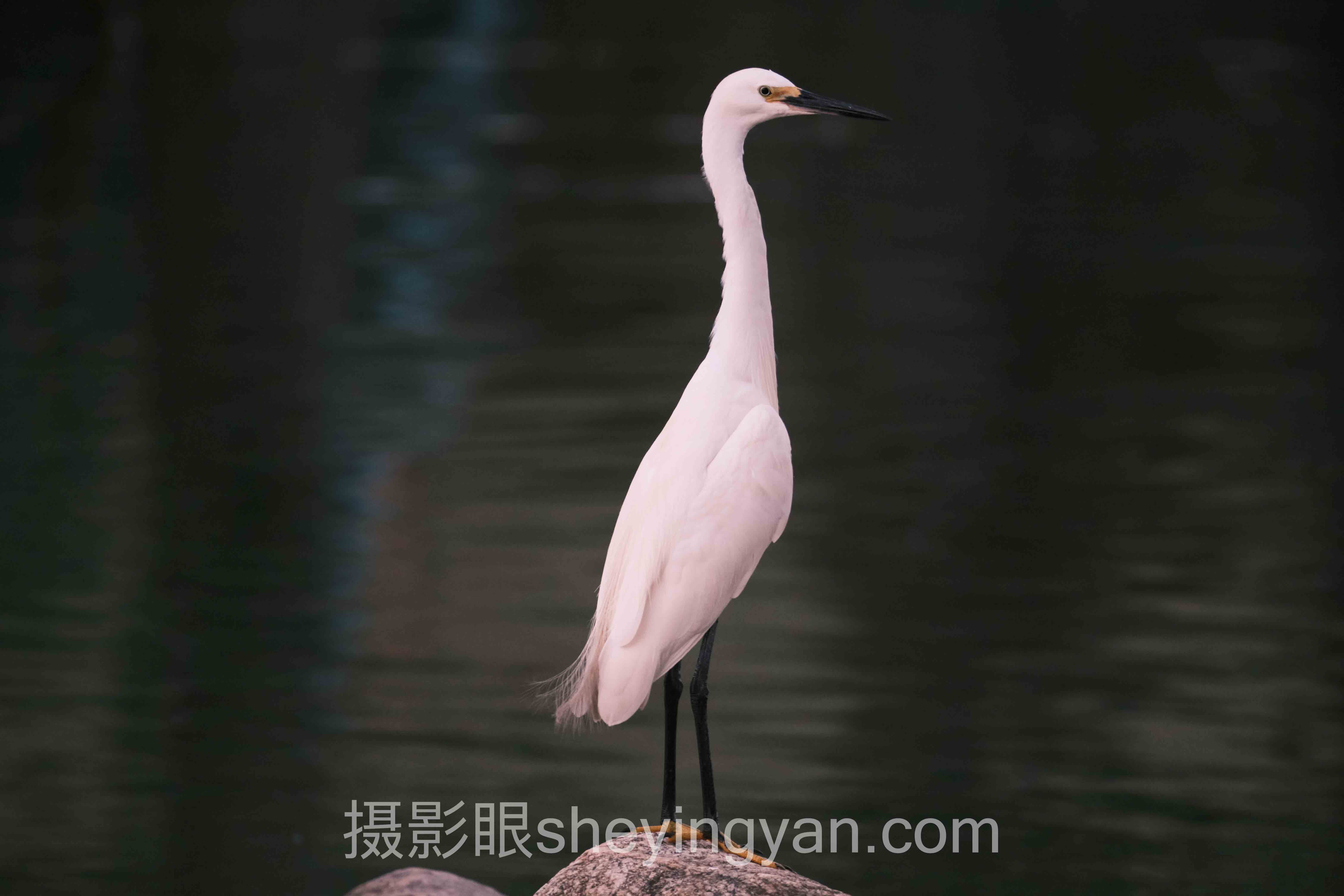 深度解析：摄影新手如何系统学习照片点评与AI评分