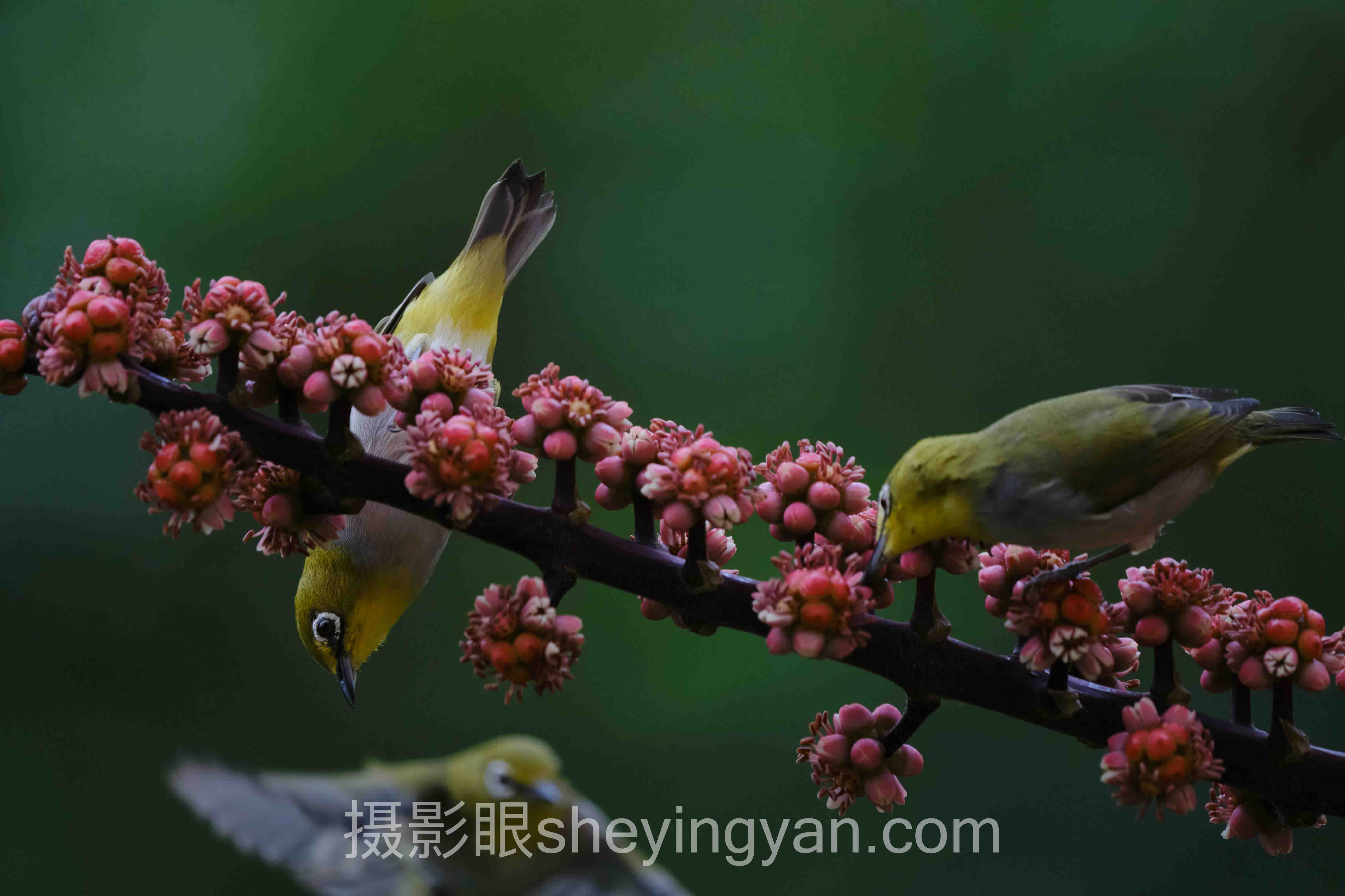 视觉中国签约不通过可以申诉吗深度评测:4种应对方案全面解析