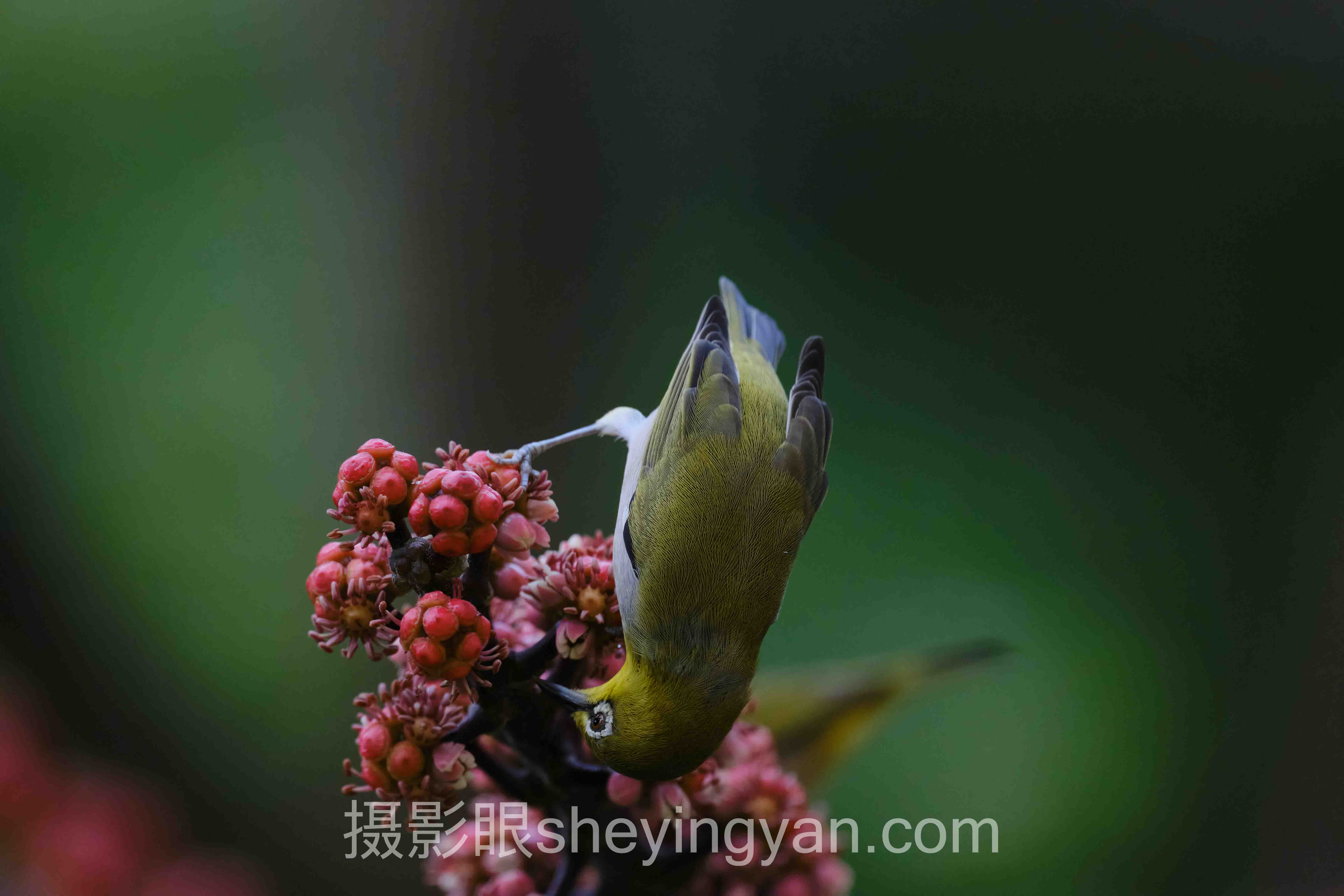 数据说话：摄影眼训练营价格，87%的人把钱花在了无效点评上