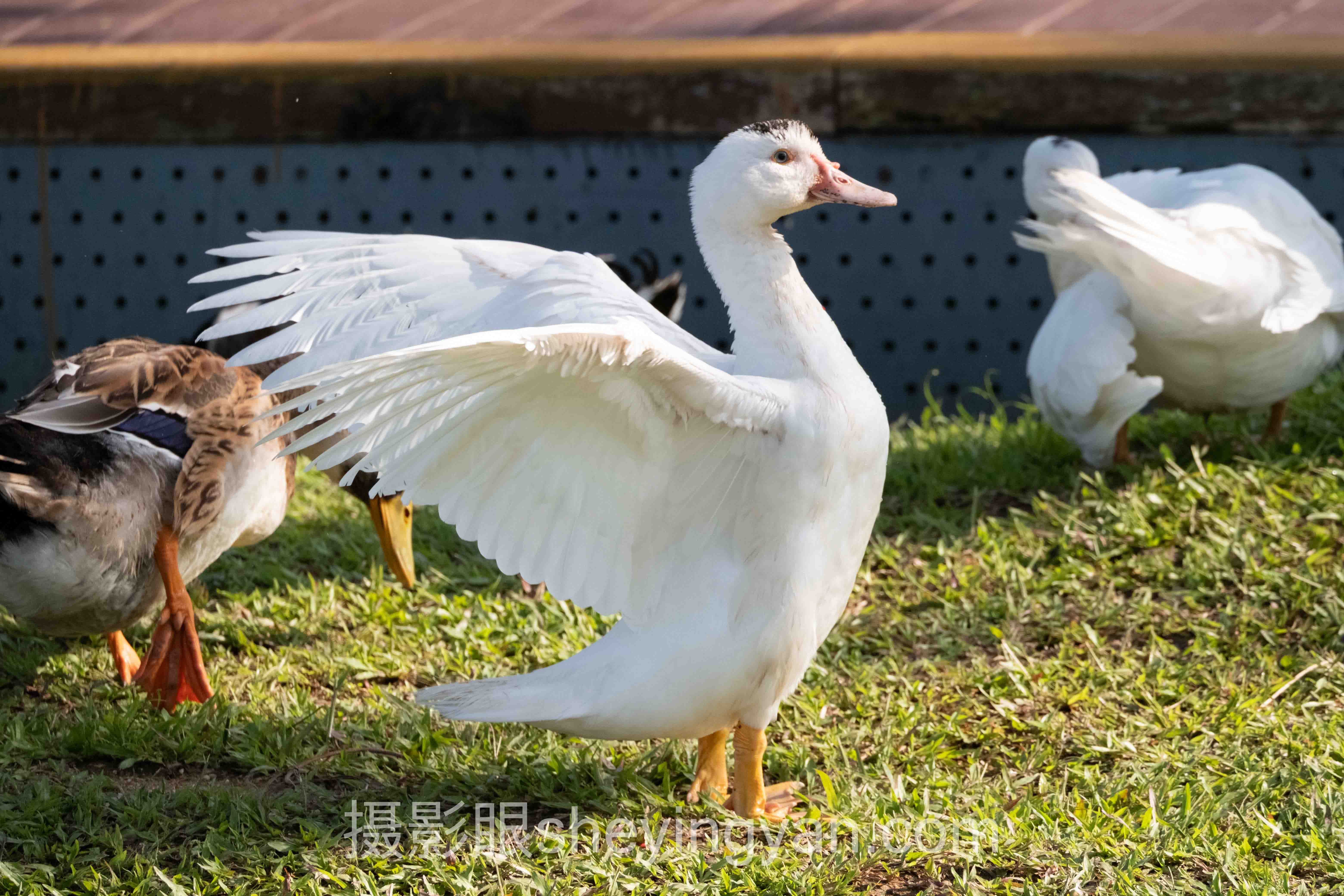 索尼相机和佳能相机哪个好？7组数据揭示2025真相