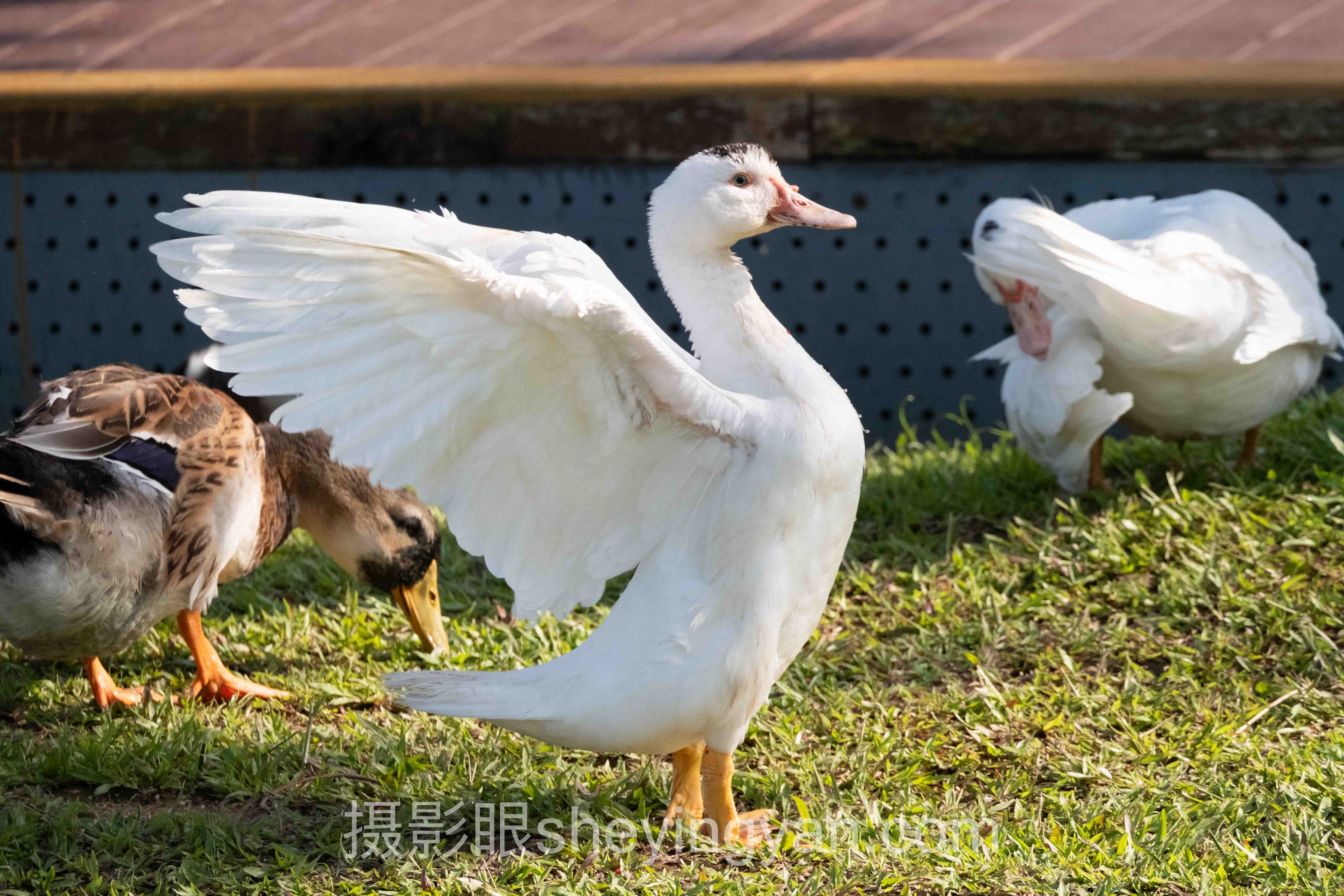 视觉中国签约被拒后提升通过率：7组数据揭示审片真相