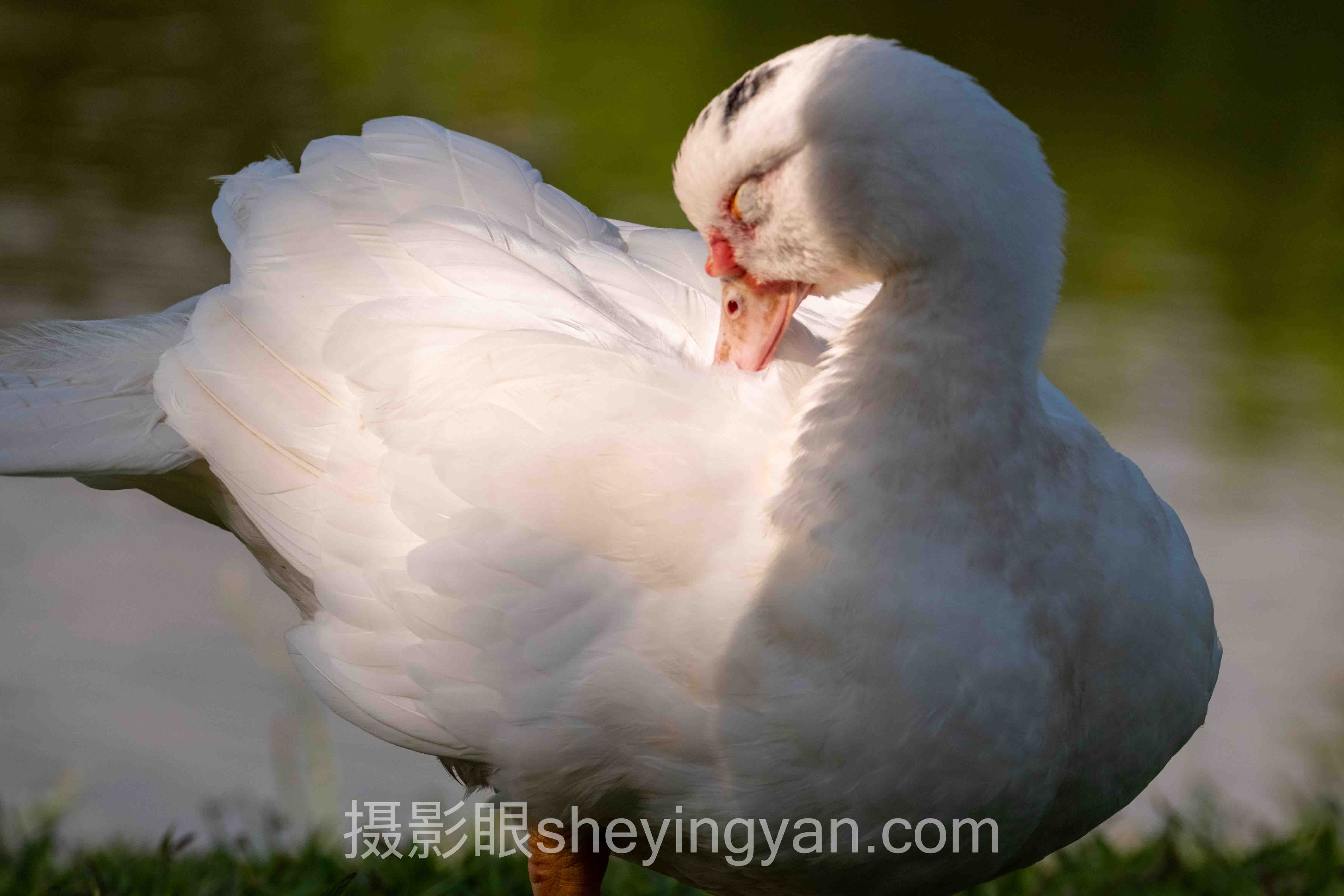 照片色彩怎么统一