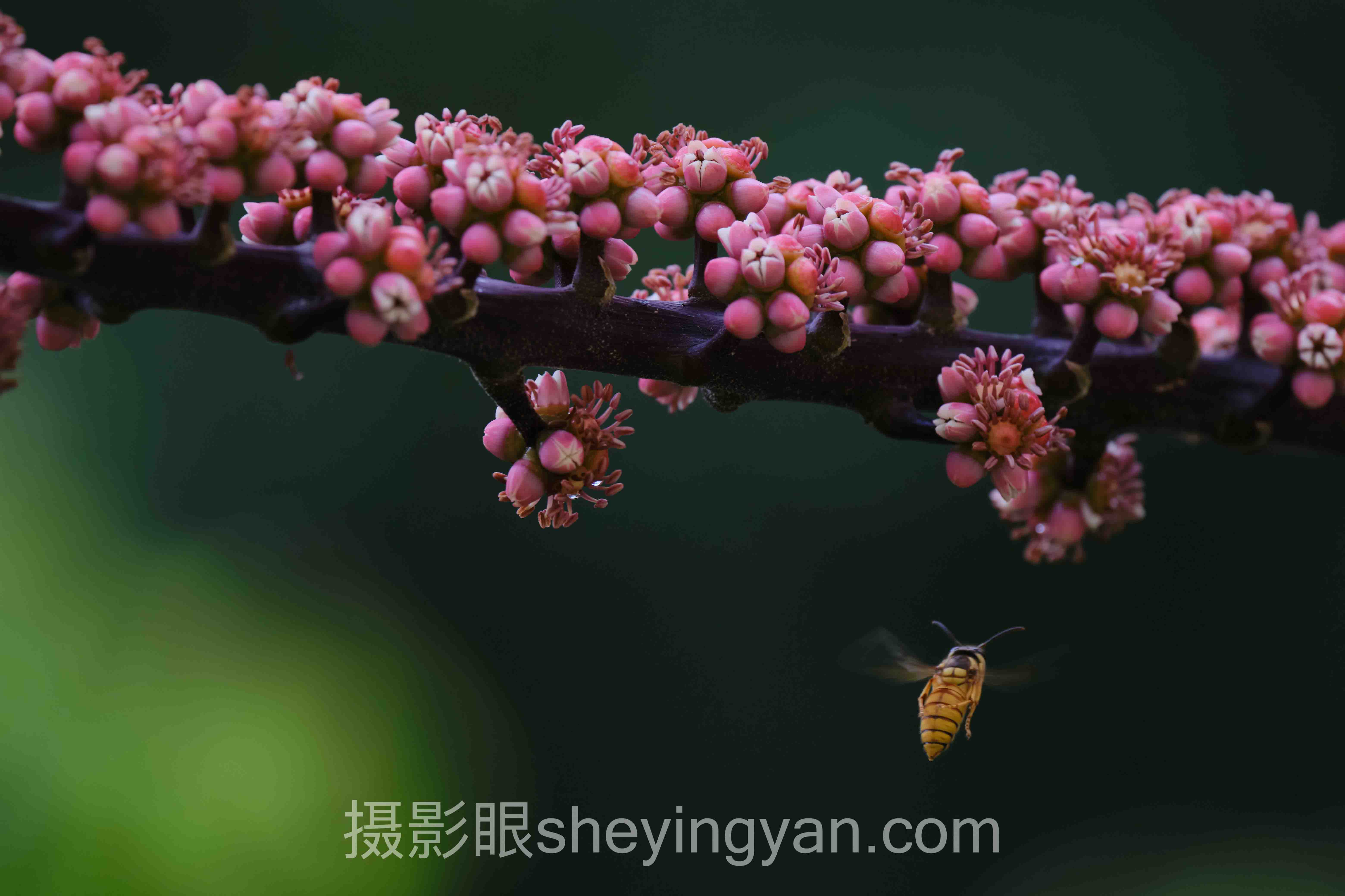 2024年哈苏相机入门推荐避坑指南：7个关键要点全梳理