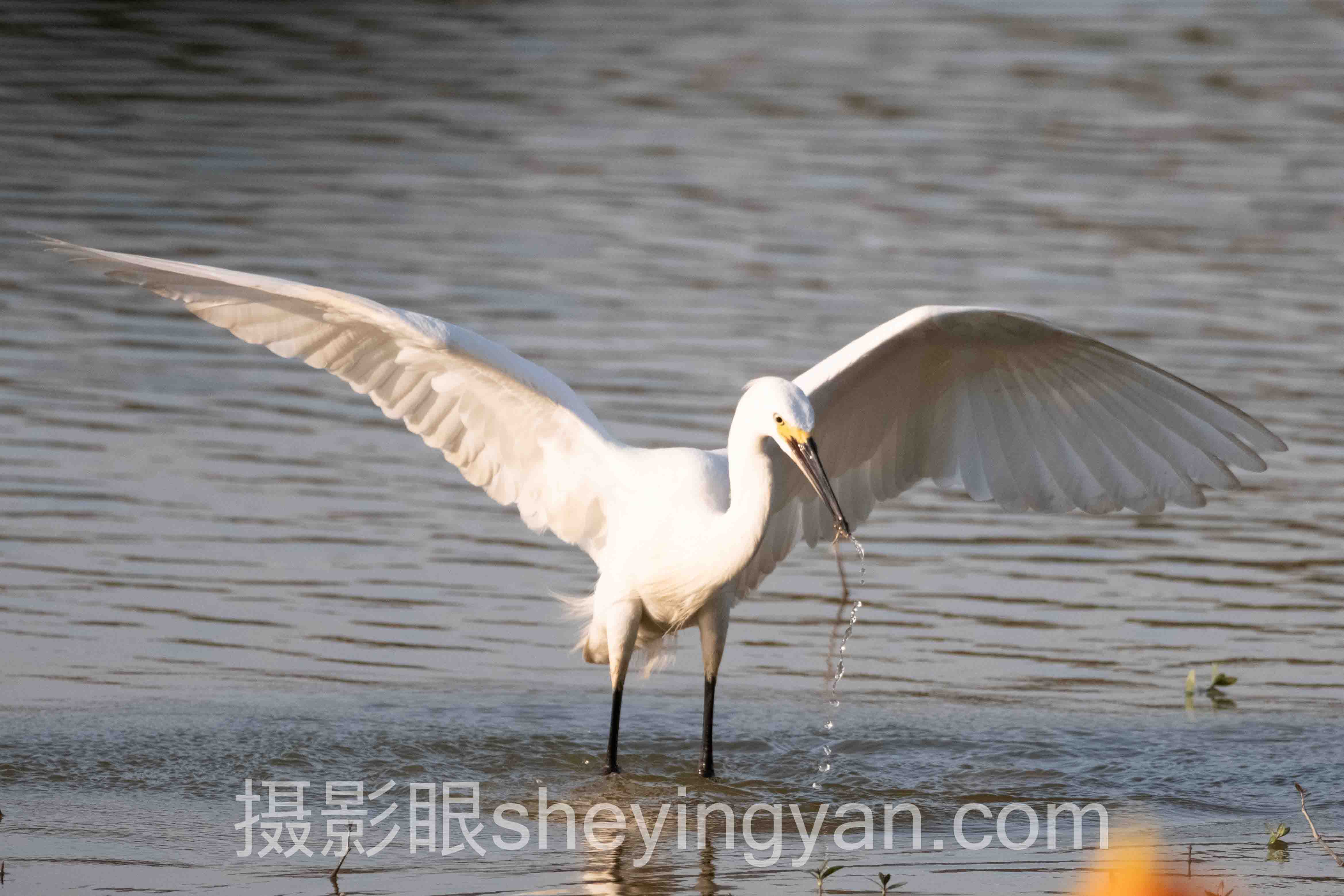 摄影眼平台怎么用深度分析：现状、挑战与未来趋势